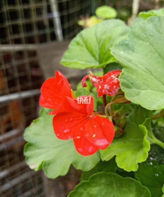 绣球花和天竺葵是一种花吗？习性天差地别，养护逻辑完全不同