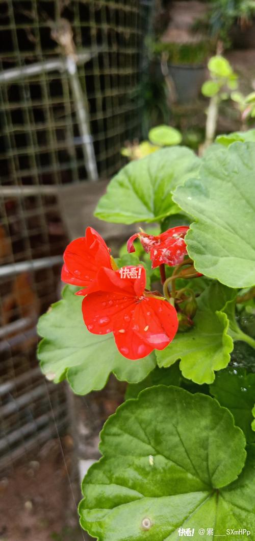 绣球花和天竺葵是一种花吗?习性天差地别,养护逻辑完全不同 一、基础档案:科属与形态的三大硬性区别