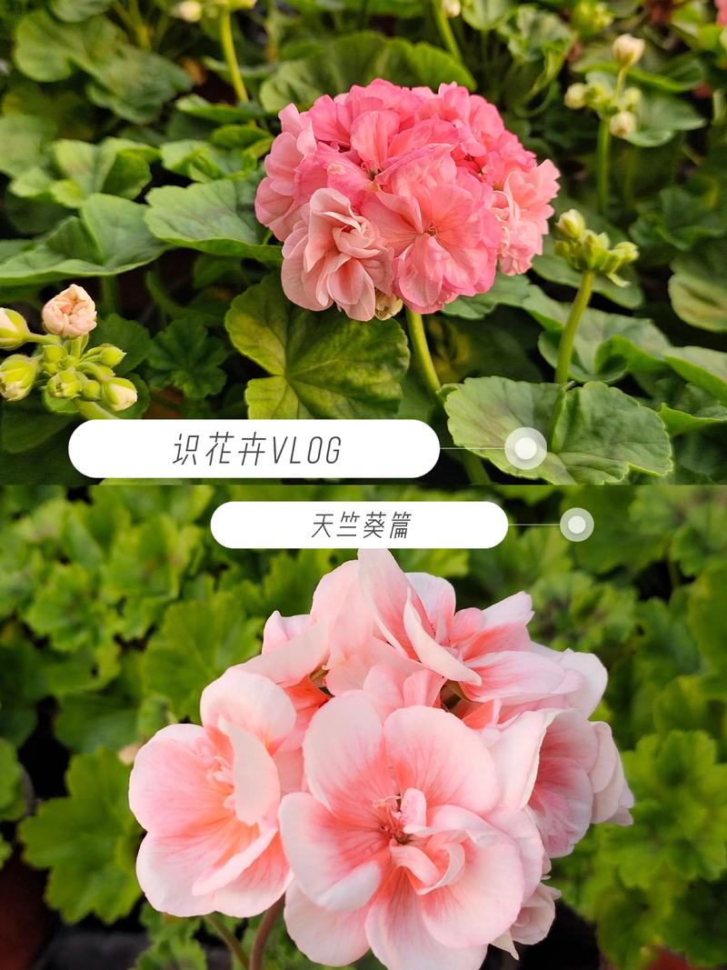 绣球花和天竺葵是一种花吗?习性天差地别,养护逻辑完全不同 二、花色与花期:谁的颜色更丰富?谁能开得更久?