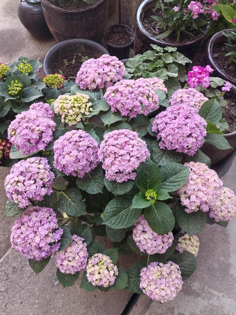 绣球花和天竺葵是一种花吗?习性天差地别,养护逻辑完全不同 三、光照与浇水逻辑:一个怕晒,一个怕涝