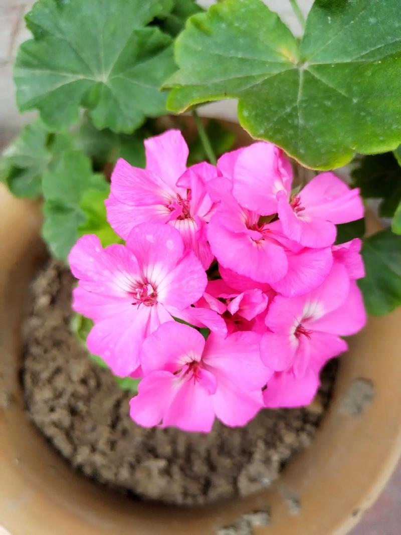 绣球花和天竺葵是一种花吗?习性天差地别,养护逻辑完全不同 五、越冬与越夏:冷热完全相反的两种植物