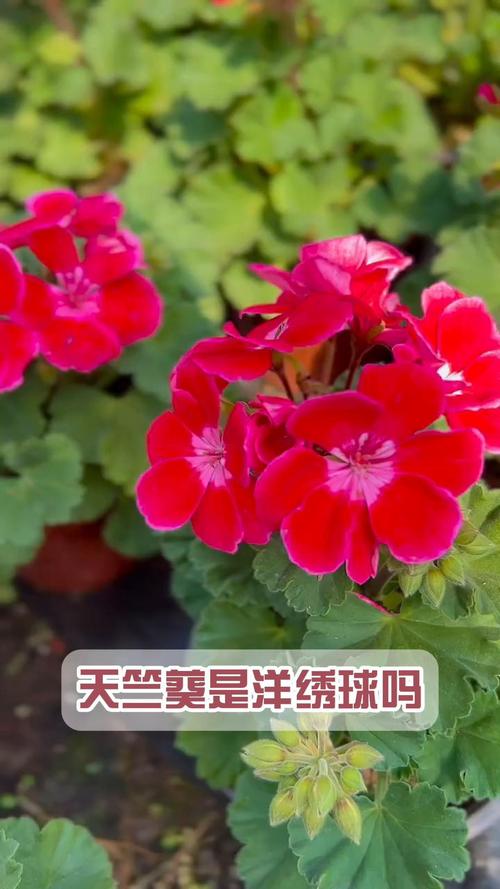 绣球花和天竺葵是一种花吗?习性天差地别,养护逻辑完全不同 六、WordPress发布专用SEO信息