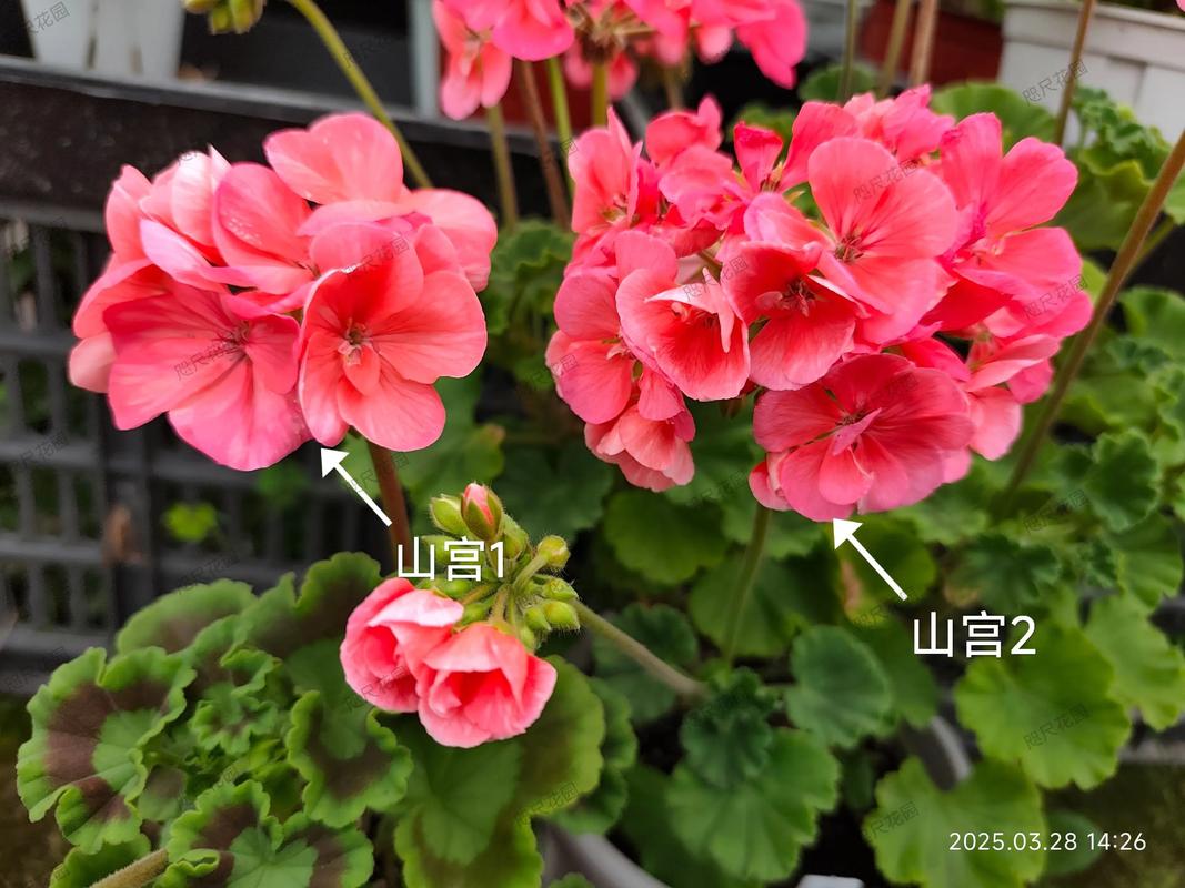 绣球花和天竺葵是一种花吗?习性天差地别,养护逻辑完全不同 四、修剪与施肥:一个靠老枝开花,一个靠新枝开花