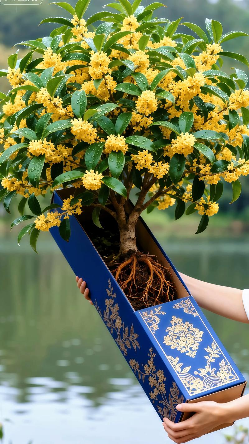 一、家中养桂花的好处