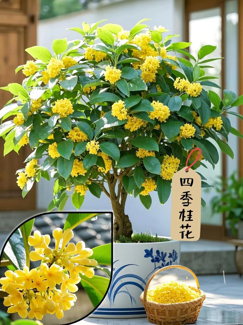 二、家中养桂花的挑战