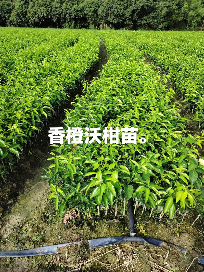 沃柑苗价格影响因素速查表