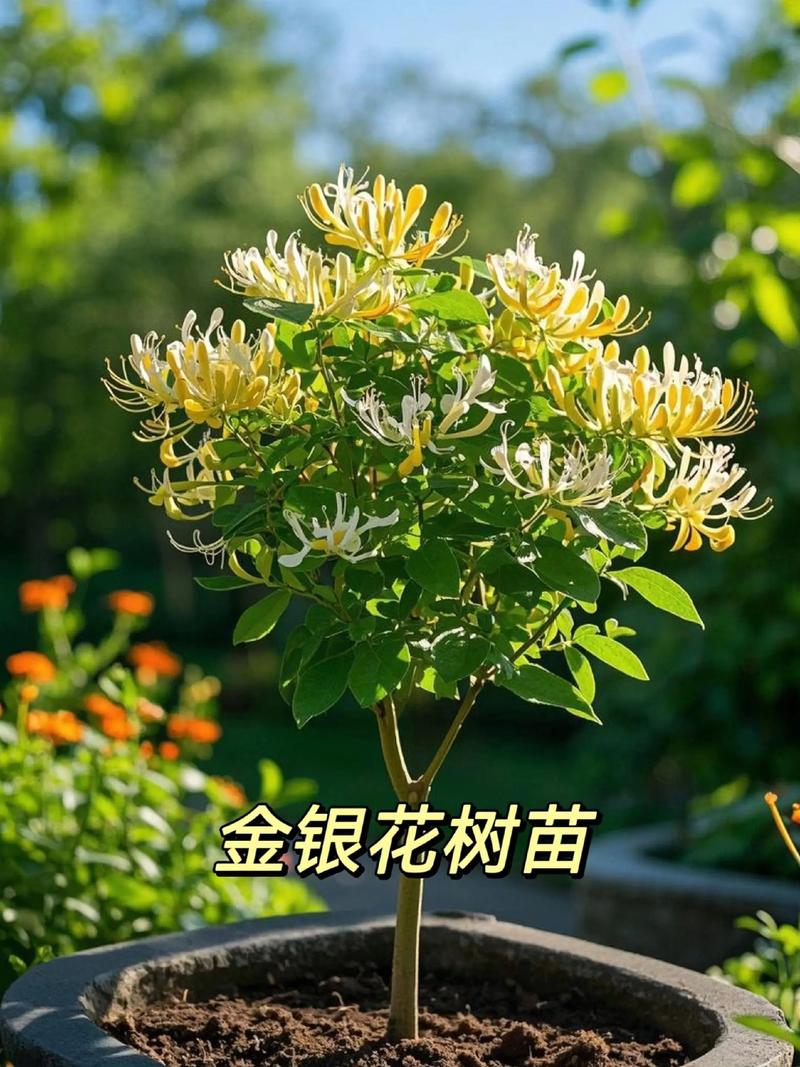 常见问题 FAQ