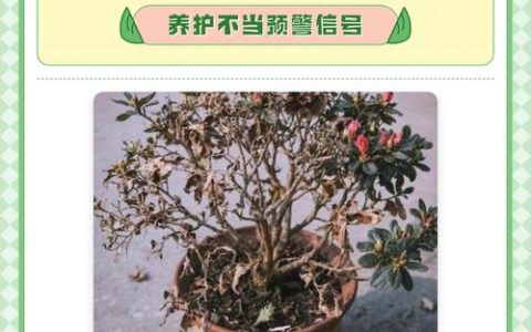 杜鹃花干叶掉叶是什么原因？专家诊断与防治指南