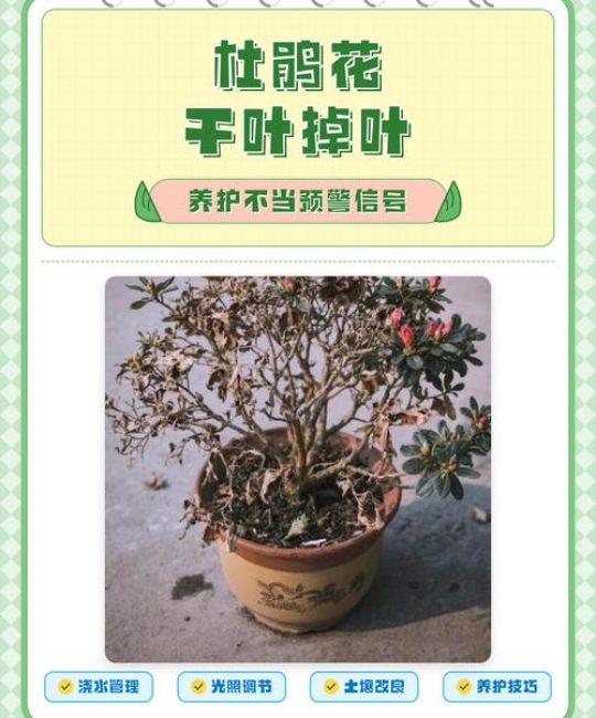 杜鹃花干叶掉叶是什么原因？专家诊断与防治指南