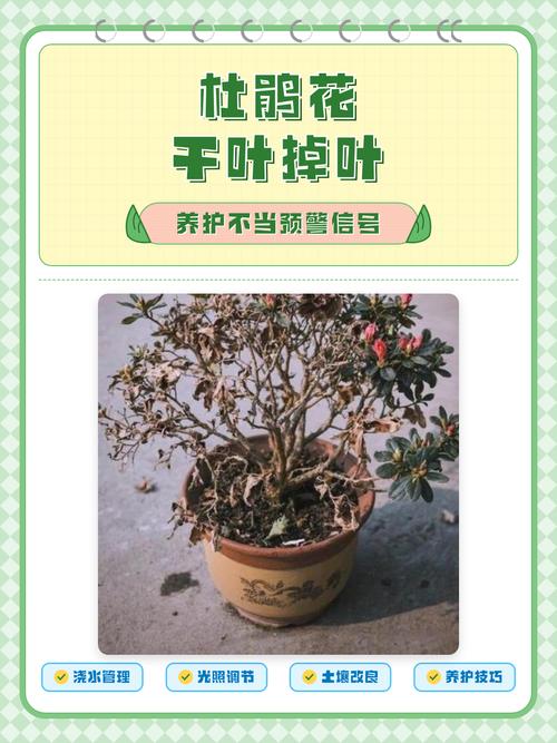 杜鹃花干叶掉叶是什么原因？专家诊断与防治指南