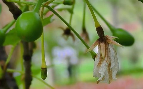 樱花树什么时候结果？结果期、影响因素与常见问题全解析