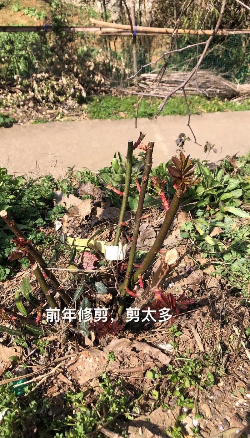 月季花不开花的枝可以剪掉吗?专家教你修剪促花全攻略 分步排查清单:判断你的月季是否属于盲枝