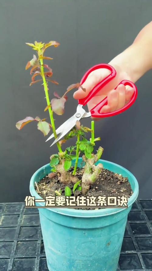 月季花不开花的枝可以剪掉吗?专家教你修剪促花全攻略 总结