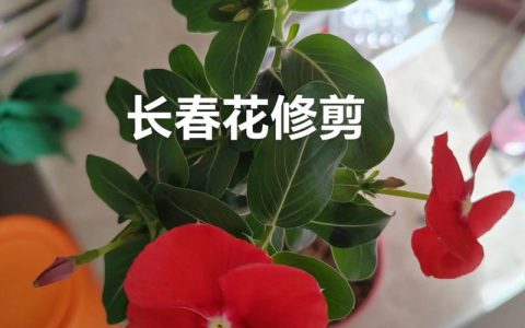 长春花老桩怎么修剪造型？手把手教你打造“棒棒糖”或“盆景”花树