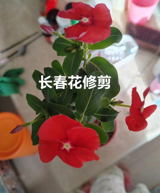 长春花老桩怎么修剪造型？手把手教你打造“棒棒糖”或“盆景”花树