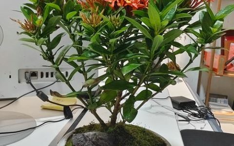 龙船花种家里好不好？家庭盆栽与阳台养护全解析