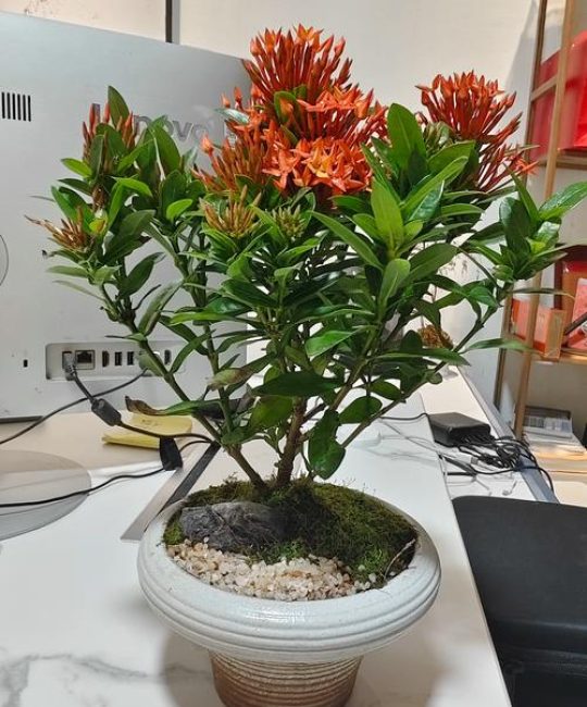龙船花种家里好不好？家庭盆栽与阳台养护全解析