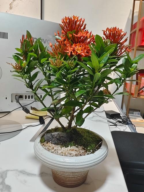 龙船花种家里好不好?家庭盆栽与阳台养护全解析 龙船花种家里好不好?