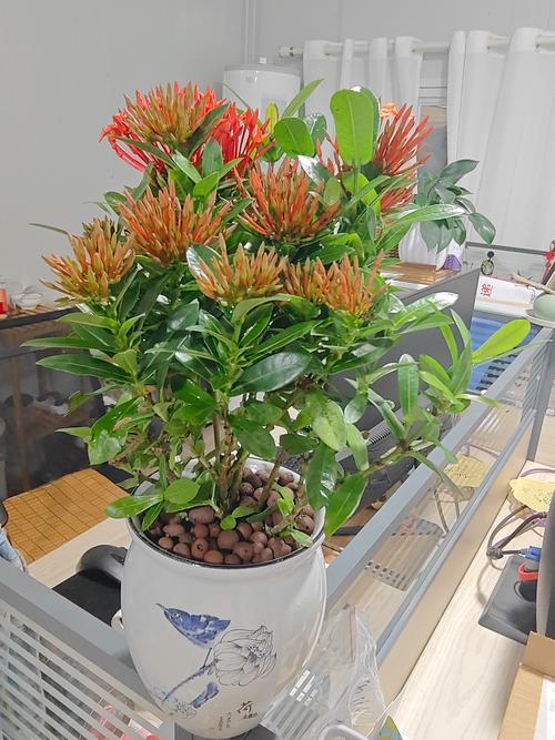 龙船花种家里好不好?家庭盆栽与阳台养护全解析 适合家庭种植的三类候选植物