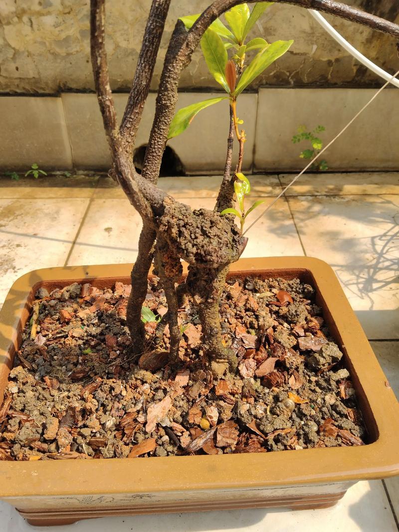 龙船花种家里好不好?家庭盆栽与阳台养护全解析 常见问题与解决办法