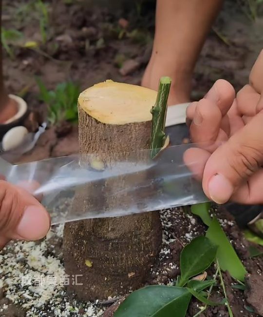 门前种苹果树完全可行，关键在于选择适配当地气候的矮化嫁接品种，并确保采购到嫁接口愈合良好、须根发达、苗龄1-2年的优质苗。