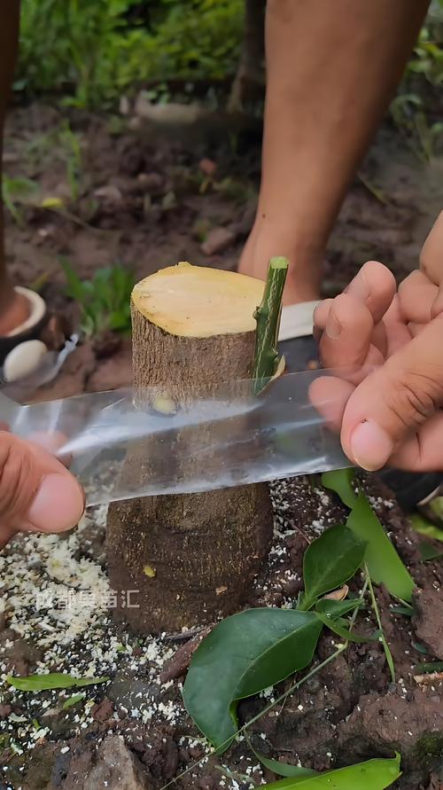 门前种苹果树完全可行,关键在于选择适配当地气候的矮化嫁接品种,并确保采购到嫁接口愈合良好、须根发达、苗龄1-2年的优质苗。 家庭庭院推荐“长富2号”和“烟富6号”,自花结实率高,无需复杂授粉配置