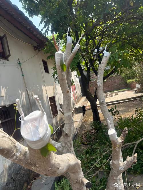 门前种苹果树完全可行,关键在于选择适配当地气候的矮化嫁接品种,并确保采购到嫁接口愈合良好、须根发达、苗龄1-2年的优质苗。 适种地区明确:苹果树并非全国皆可种,需严格满足冷量需求