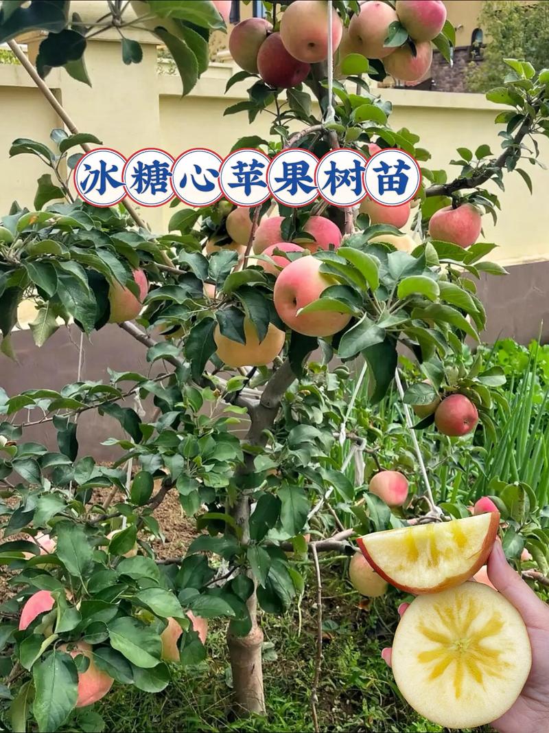 门前种苹果树完全可行,关键在于选择适配当地气候的矮化嫁接品种,并确保采购到嫁接口愈合良好、须根发达、苗龄1-2年的优质苗。 苗木采购质量判断:牢记“一看嫁接口、二看根系、三看苗龄”,杜绝劣质苗