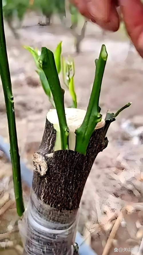 门前种苹果树完全可行,关键在于选择适配当地气候的矮化嫁接品种,并确保采购到嫁接口愈合良好、须根发达、苗龄1-2年的优质苗。 授粉需求配置:家庭庭院推荐自花结实品种,无需授粉树
