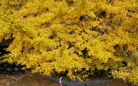 贵州银杏树景区全攻略：最佳观赏地点与乔木特性解析