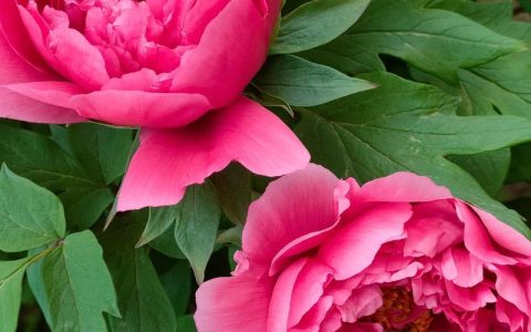 牡丹花是春天的吗？揭开“花王”的花期与养护全攻略