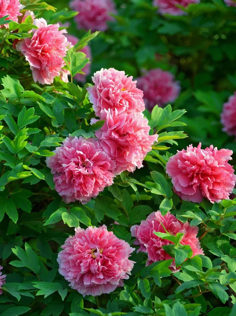 修剪促花系统指导