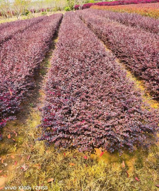 红继木苗多少钱一棵？规格、产地、季节影响报价