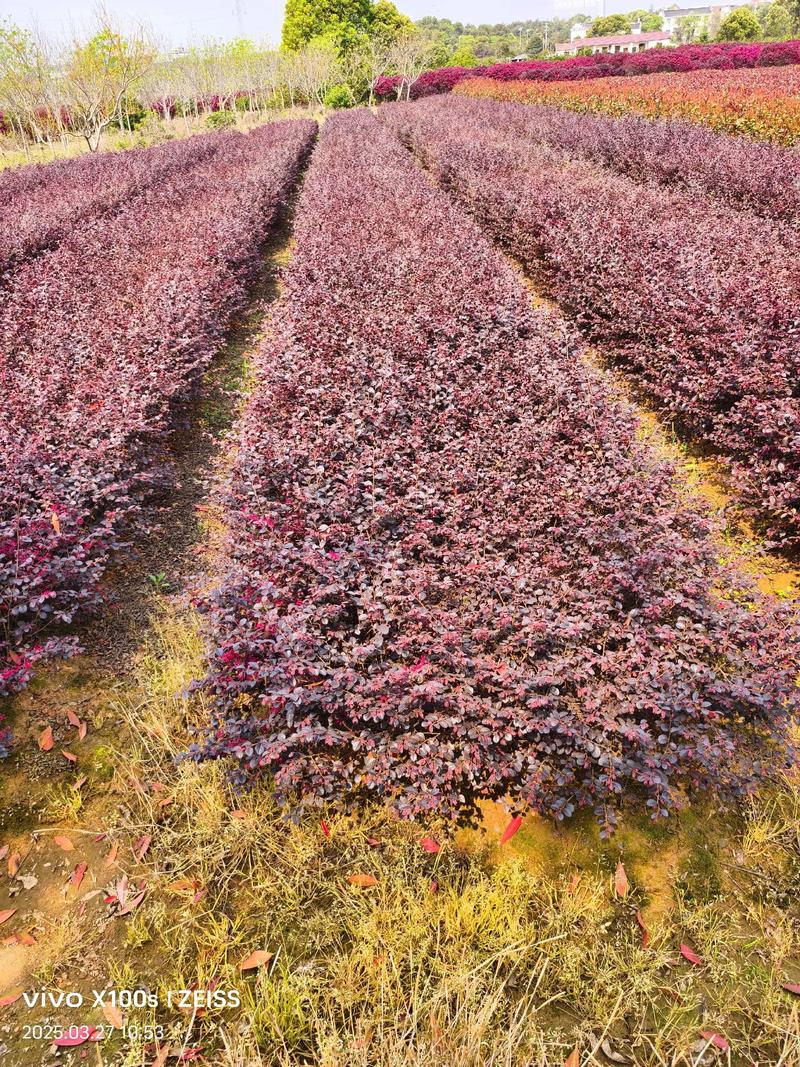 红继木苗多少钱一棵?规格、产地、季节影响报价 红继木苗多少钱一棵?规格、产地、季节影响报价