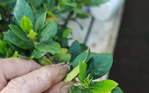 栀子花上密密麻麻的小黑虫怎么灭？综合防治指南