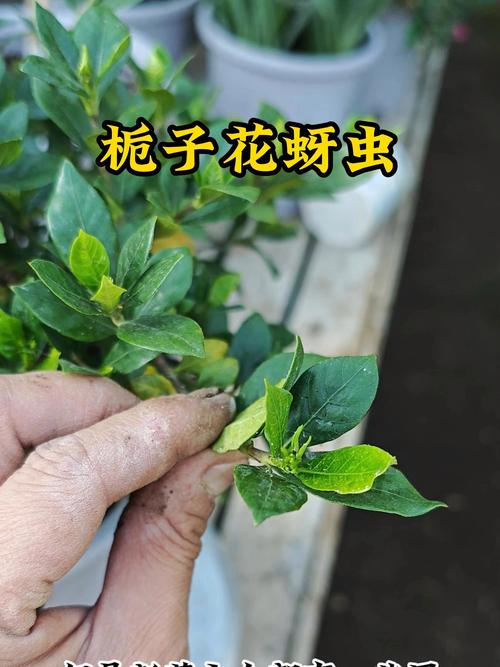 栀子花上密密麻麻的小黑虫怎么灭?综合防治指南 一、引言