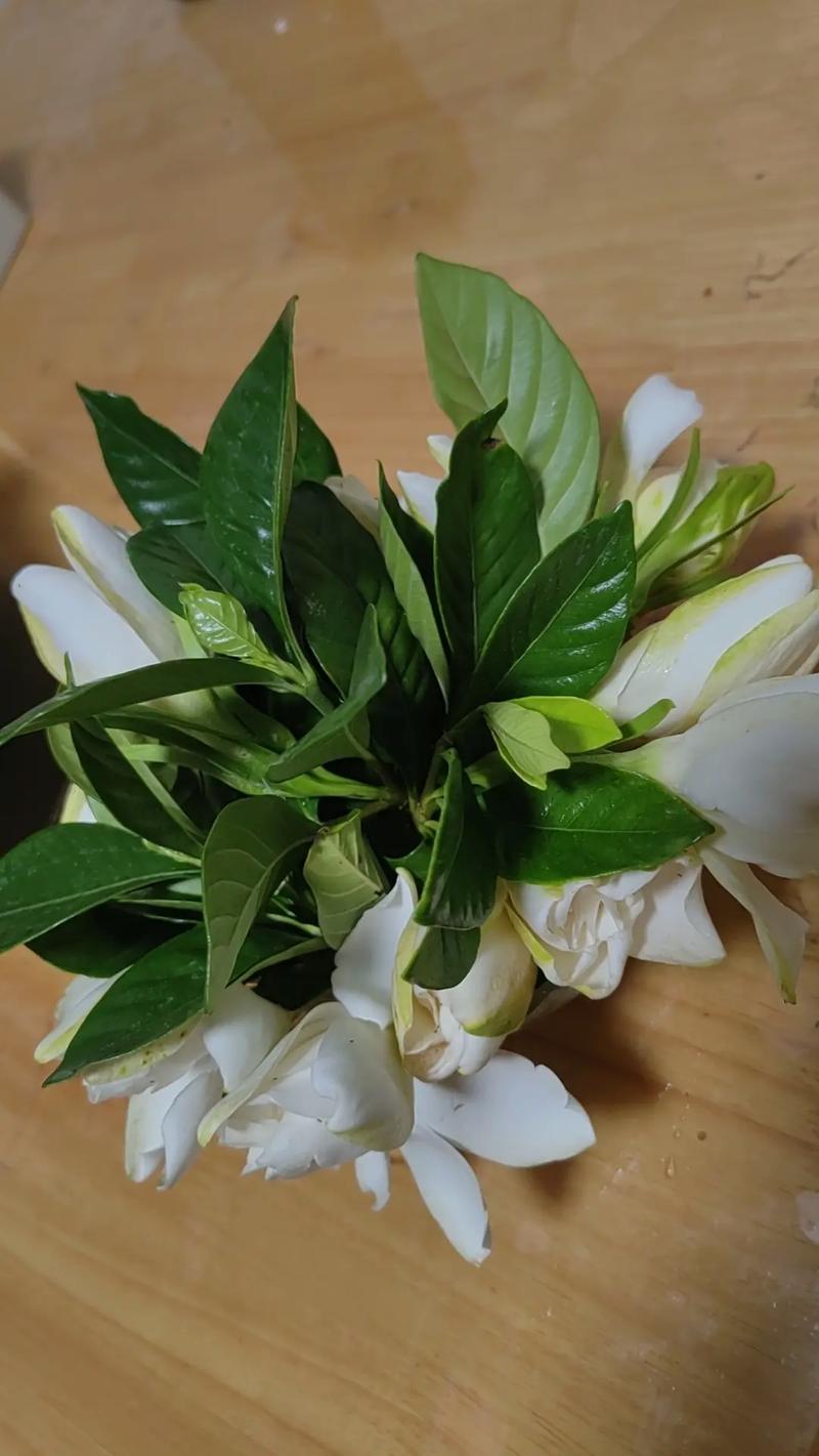 栀子花上密密麻麻的小黑虫怎么灭?综合防治指南 二、三步识别:小黑虫到底是哪种?
