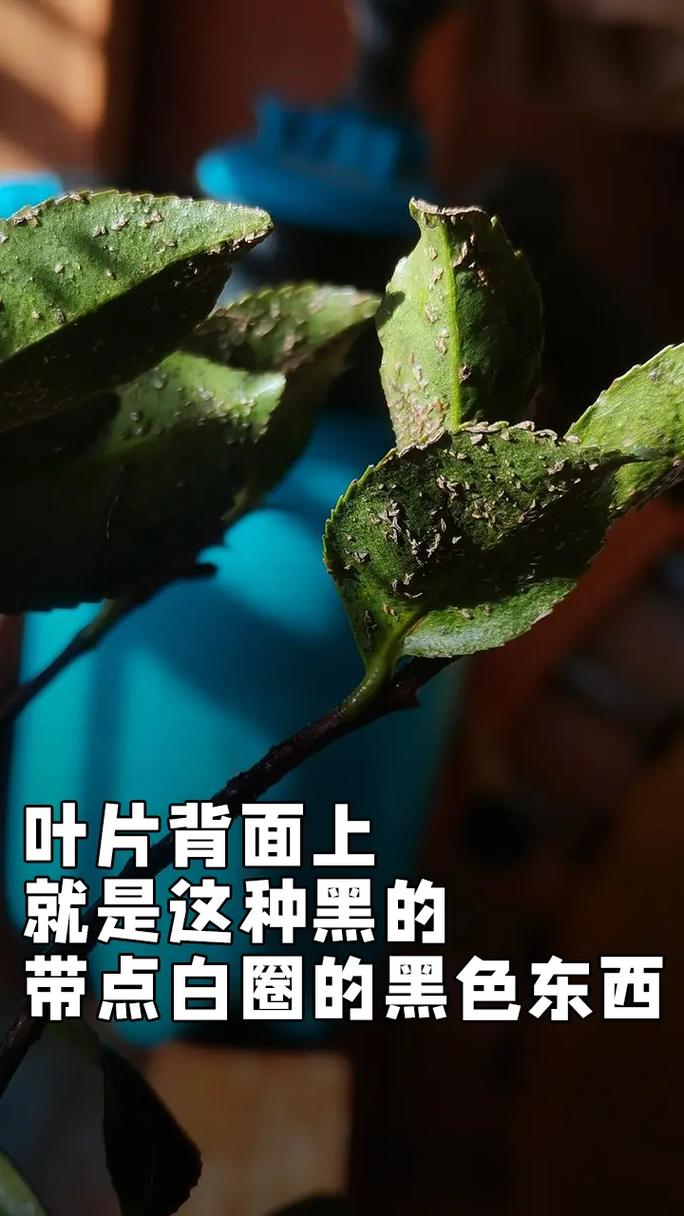 栀子花上密密麻麻的小黑虫怎么灭?综合防治指南 六、预防措施:养好栀子花不再招虫
