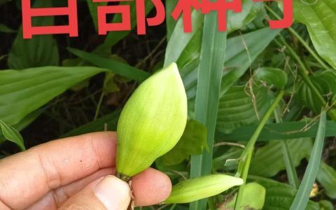 百部种苗价格多少钱一棵？2025年最新参考区间与影响因素解析