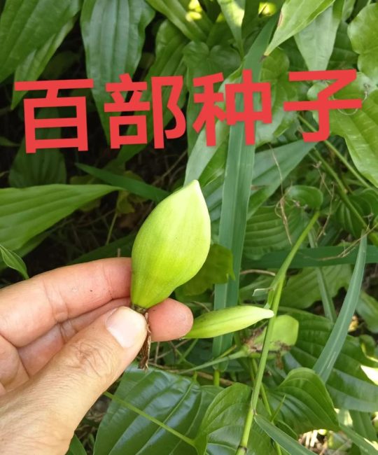 百部种苗价格多少钱一棵？2025年最新参考区间与影响因素解析