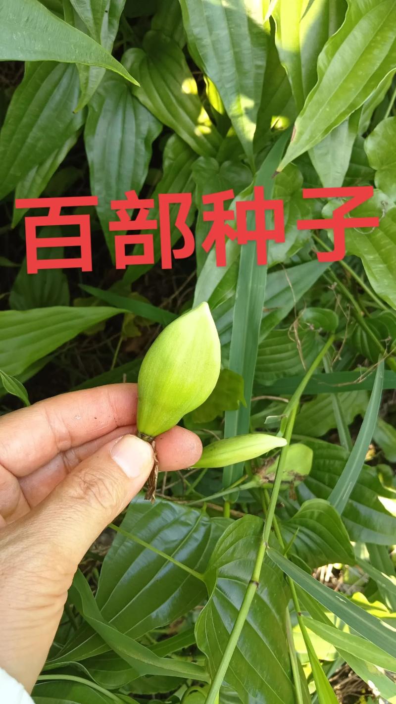 百部种苗价格多少钱一棵?2025年最新参考区间与影响因素解析 规格:决定价格的核心维度