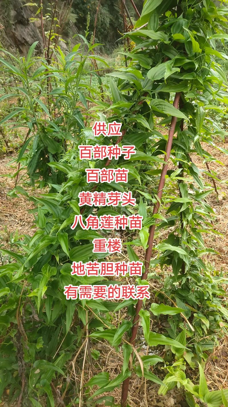 百部种苗价格多少钱一棵?2025年最新参考区间与影响因素解析 产地:区域差价与品质关联