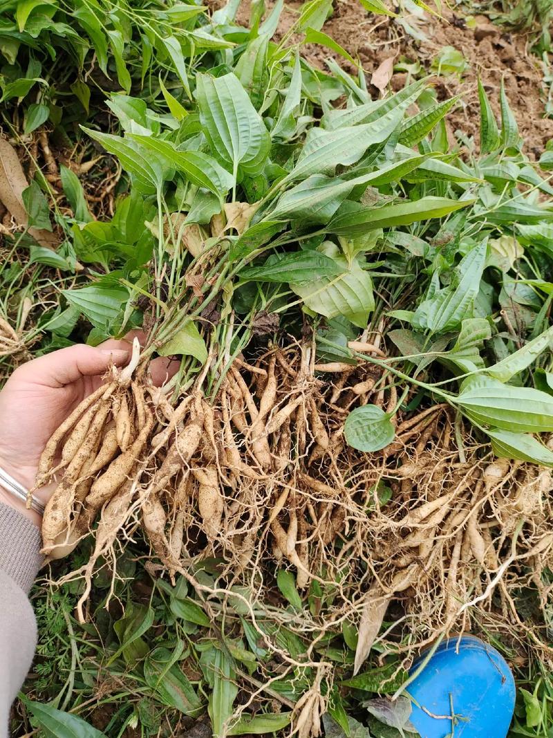 百部种苗价格多少钱一棵?2025年最新参考区间与影响因素解析 季节:采购时机的价格杠杆