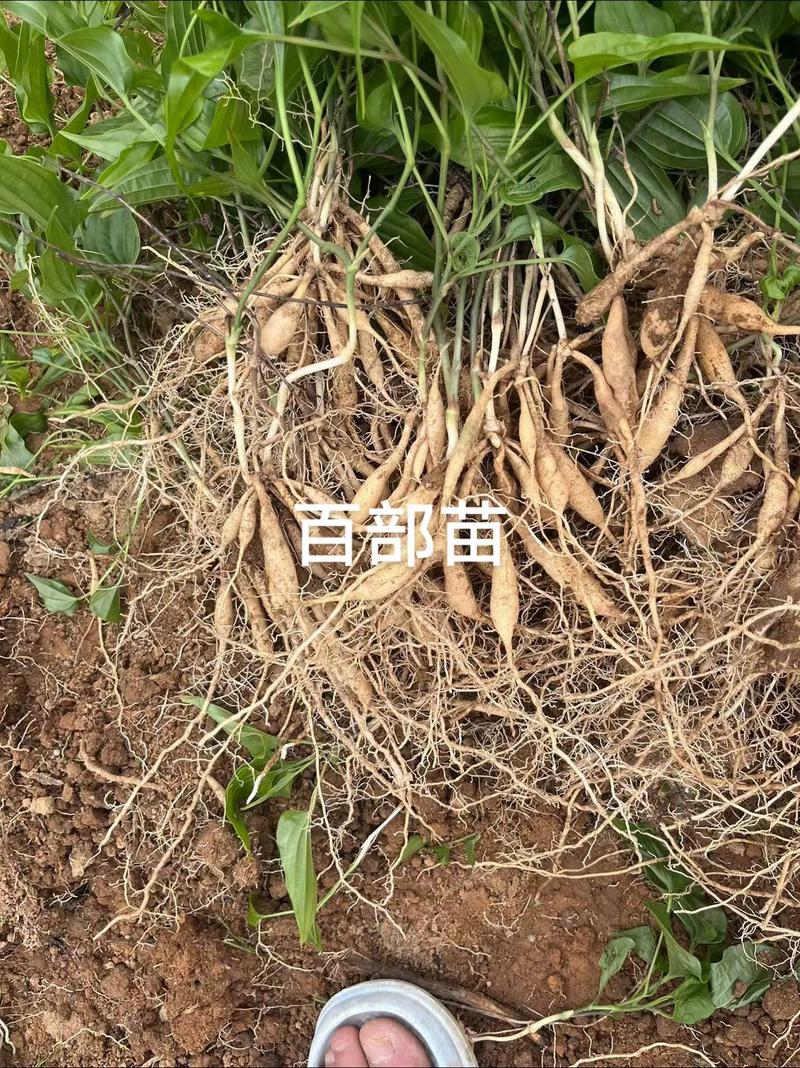 百部种苗价格多少钱一棵?2025年最新参考区间与影响因素解析 运输:不可忽视的隐性成本