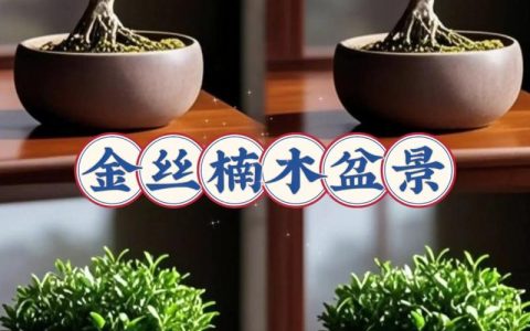 金丝楠木生长在我国的什么地方？主要产地分布与生长环境解析