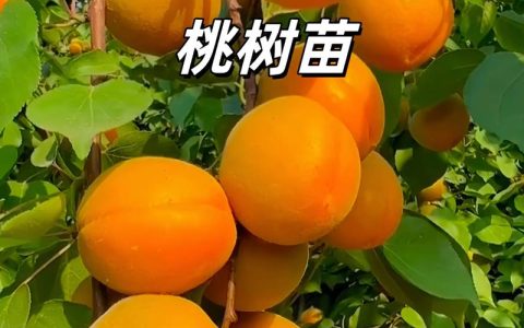 10亩桃树一年利润多少？2026年规模化种植收益深度分析