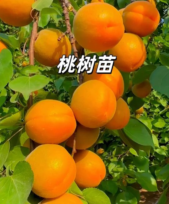 10亩桃树一年利润多少？2026年规模化种植收益深度分析