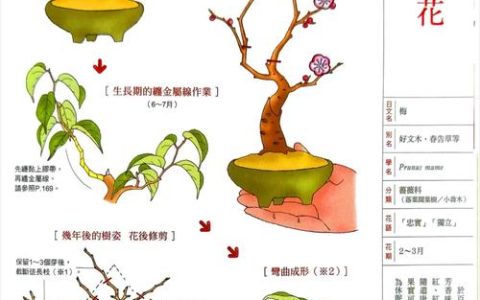 梅花好养殖吗？从入门到精通的养护全攻略