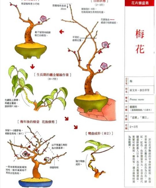 梅花好养殖吗？从入门到精通的养护全攻略