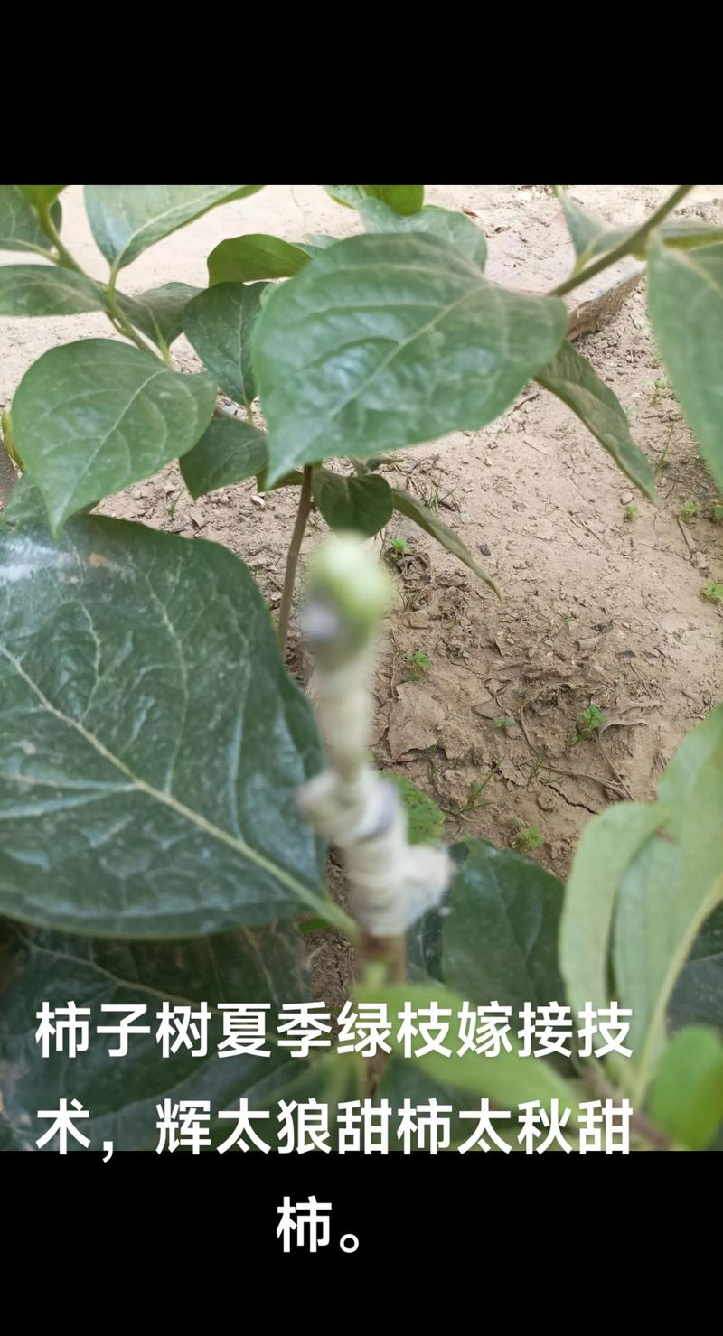 柿子树嫁接最佳时间:春季萌芽前成活率最高,夏末秋初次之 夏季芽接是快速繁殖的最佳选择